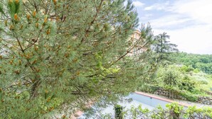 Un arbre avec des pommes de pin, un mur de pierre et une étendue d’eau.