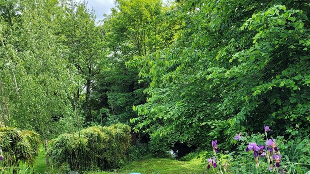 Un jardin luxuriant, parsemé de fleurs violettes et de feuillage verdoyant.