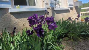 Un bâtiment doté d’une fenêtre et d’une porte, entouré de fleurs violettes et de plantes vertes.