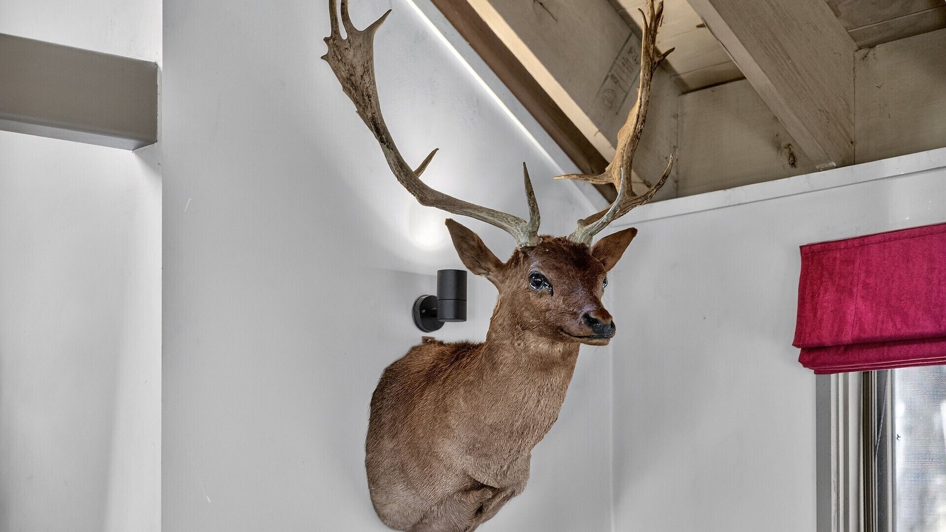 A mounted deer head with antlers on a wall.