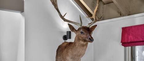 A mounted deer head with antlers on a wall.