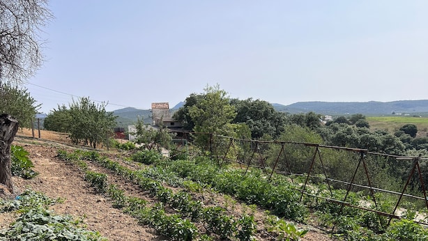 A vineyard with rows of grapevines and a distant view of a mountain.