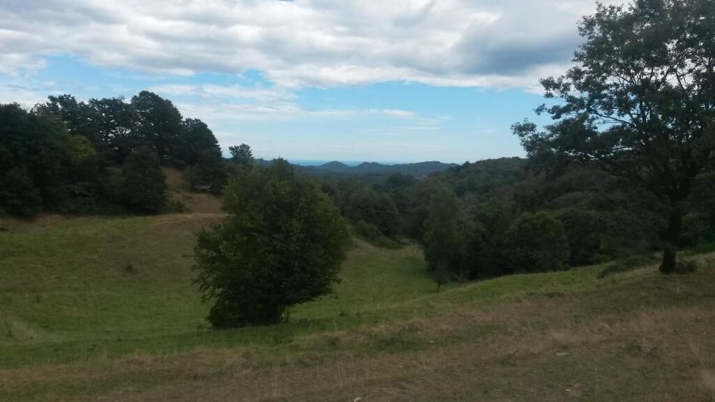 A natural landscape with trees and a grassy hill.