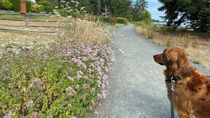 Un chemin pavé, avec un chien tenu en laisse, entouré de verdure et avec une maison en arrière-plan.
