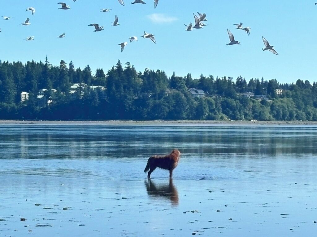 Een hond staat in het water, met een bebost gebied en huizen op de achtergrond.