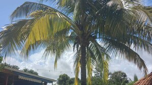 A tropical garden with a palm tree, a gazebo, and a small pool. - Spacious and relaxing beach house in Paradise to share with family or friends (El Higo)