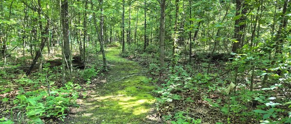 A dense forest with a narrow path. - Leaning Tree Woods Cabin. Isolated area near Grand Lake. (Jay)