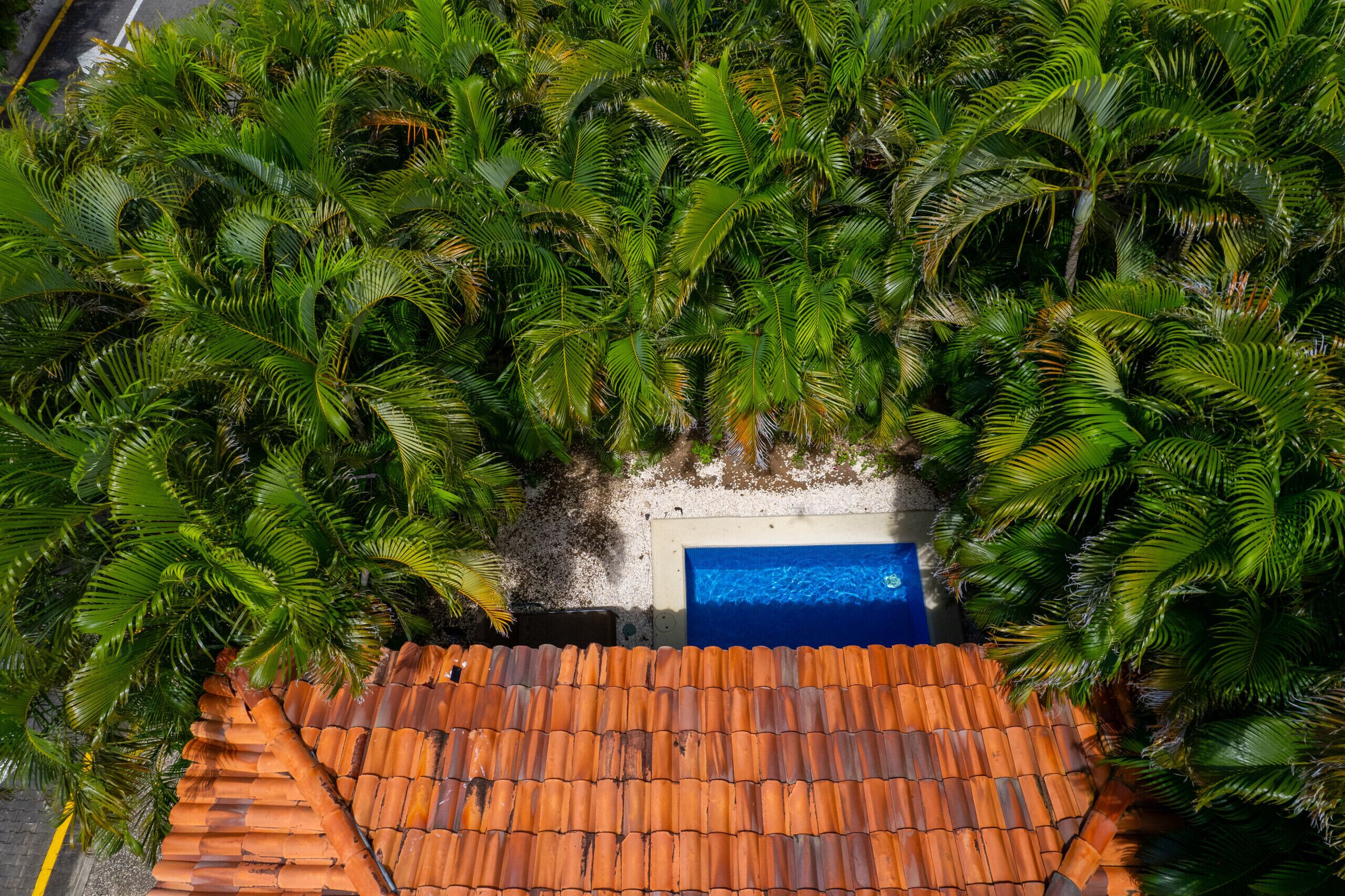 Eine Dachterrasse mit einem blauen Swimmingpool, umgeben von üppigen, grünen Palmen.