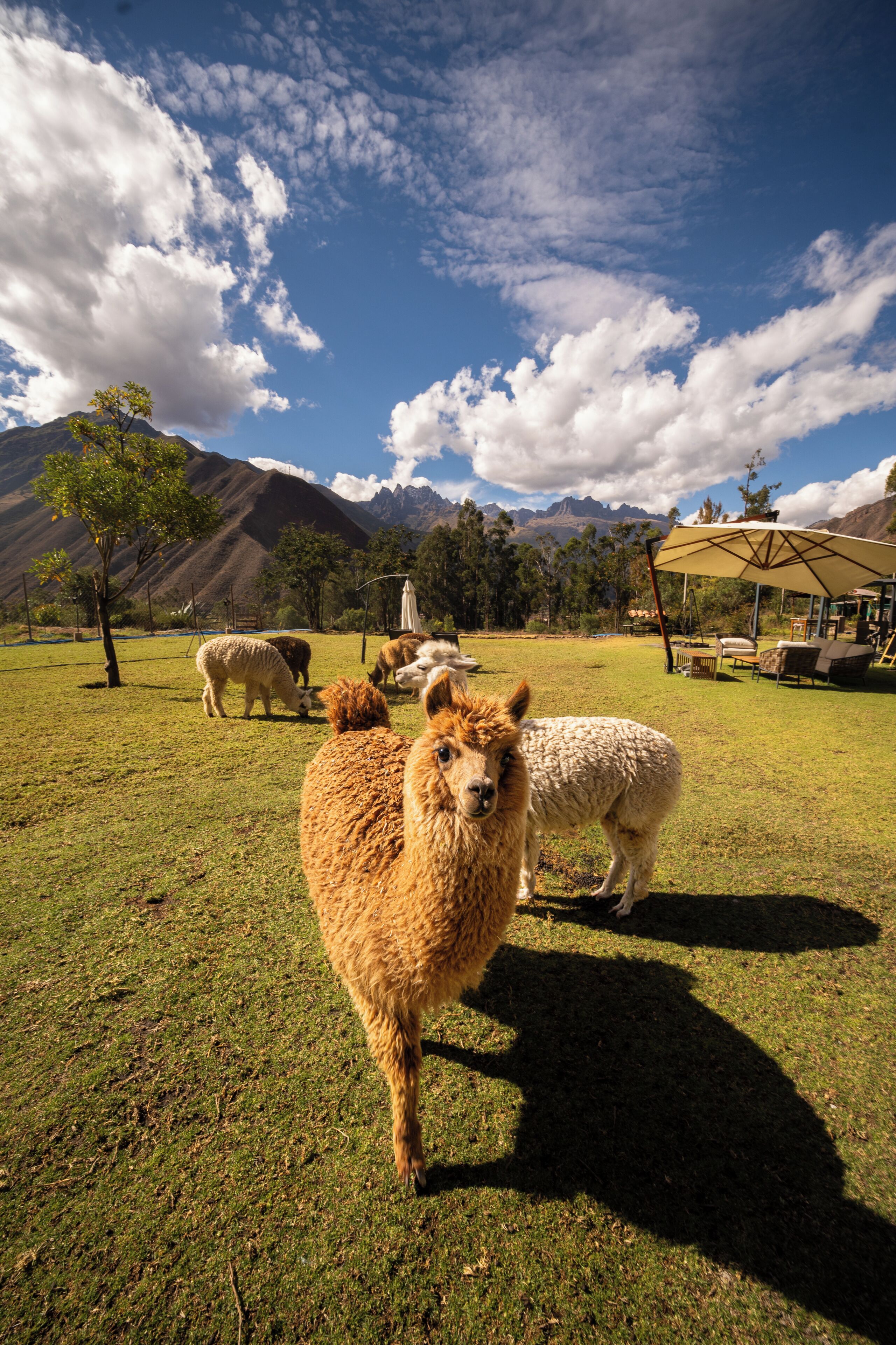 A grassy field with llamas, a mountain in the background, and a building with outdoor seating.