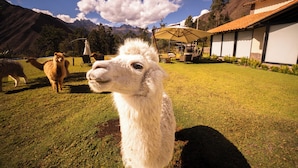 Una llama en un área verde al aire libre con montañas al fondo y un edificio con techo de tejas.