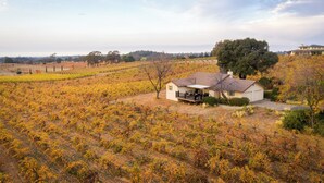 A vineyard with rows of grapevines, a small house with a porch, and a large tree in the background.
