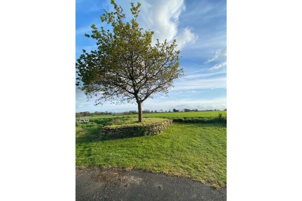 Un árbol en un campo cubierto de césped, con un muro de piedra y un banco.