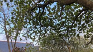 Ein Garten mit Holzzaun, Rasenfläche und einem Baum mit grünen Blättern.