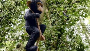 A chimpanzee climbing a rope between trees in a forested area. - Captivating 1-bed Cabin in Newmarket (Newmarket)
