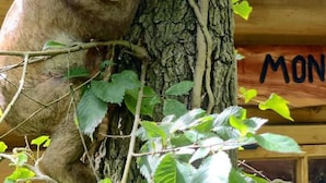 A monkey climbing a tree. - Captivating 1-bed Cabin in Newmarket (Newmarket)