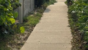 A concrete pathway flanked by greenery and a grey fence.