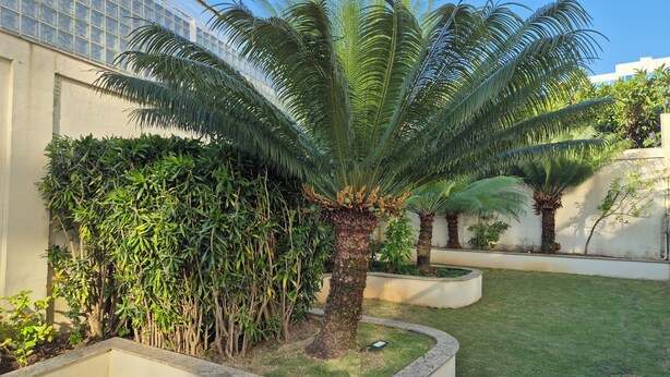 Un jardín cuidado con una palmera, arbustos variados y una jardinera de concreto.