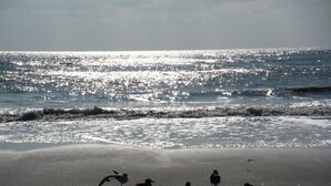 Une plage avec des mouettes sur le sable et l’océan en arrière-plan.