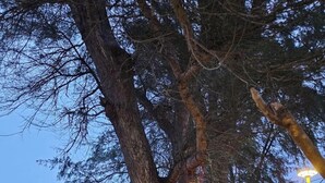 Un espace extérieur aménagé pour les repas, avec des tables et des chaises sous un grand arbre, un coin salon abrité et une vue sur l’eau.