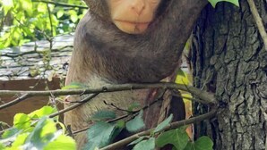 Un mono aferrado a un tronco de árbol rodeado de follaje verde.