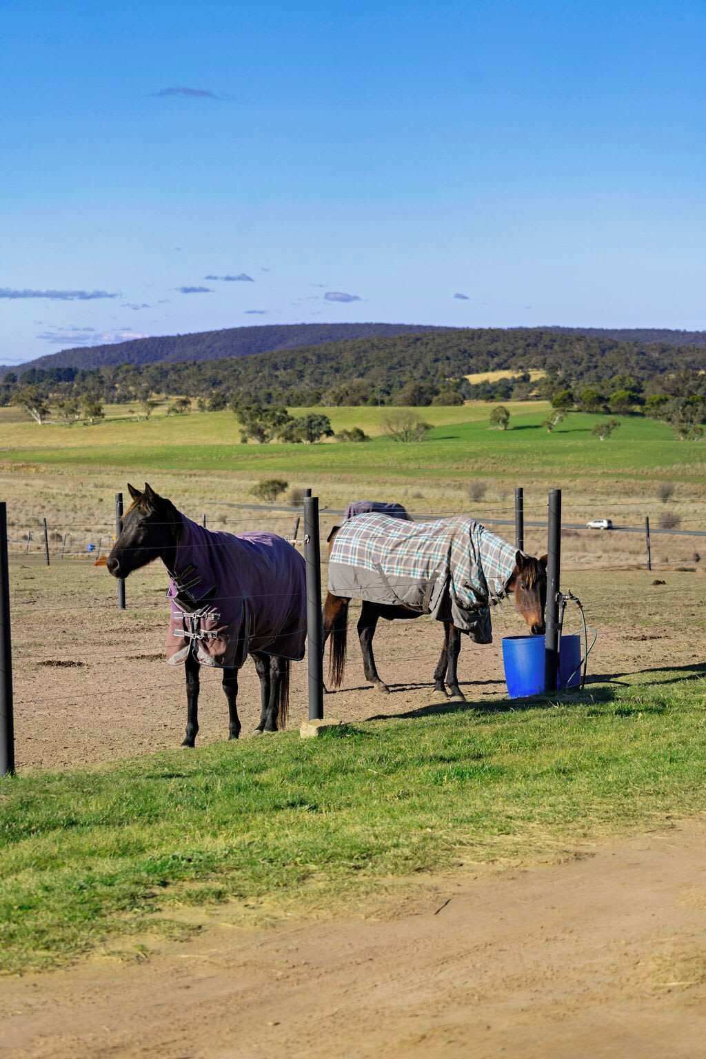 Two horses in a fenced area with a blue bucket.