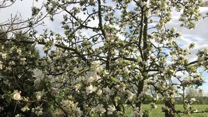 A tree with white blossoms in a grassy area. - Apartment 'Ruhiges Nest Mit Sauna Und Garten' with Shared Garden and Wi-Fi (Jessen (Elster))