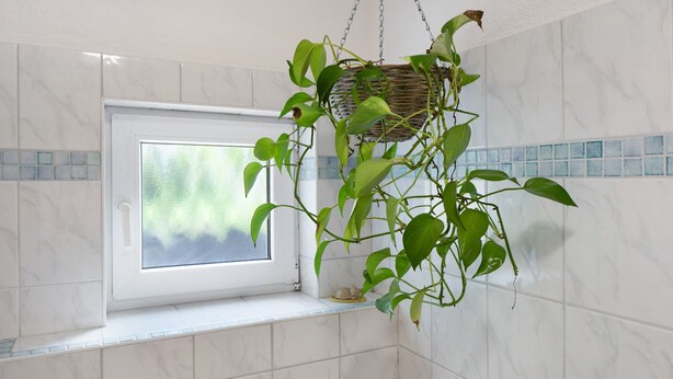 Ein Badezimmer mit Fenster, weißen Fliesen und einer hängenden Pflanze.