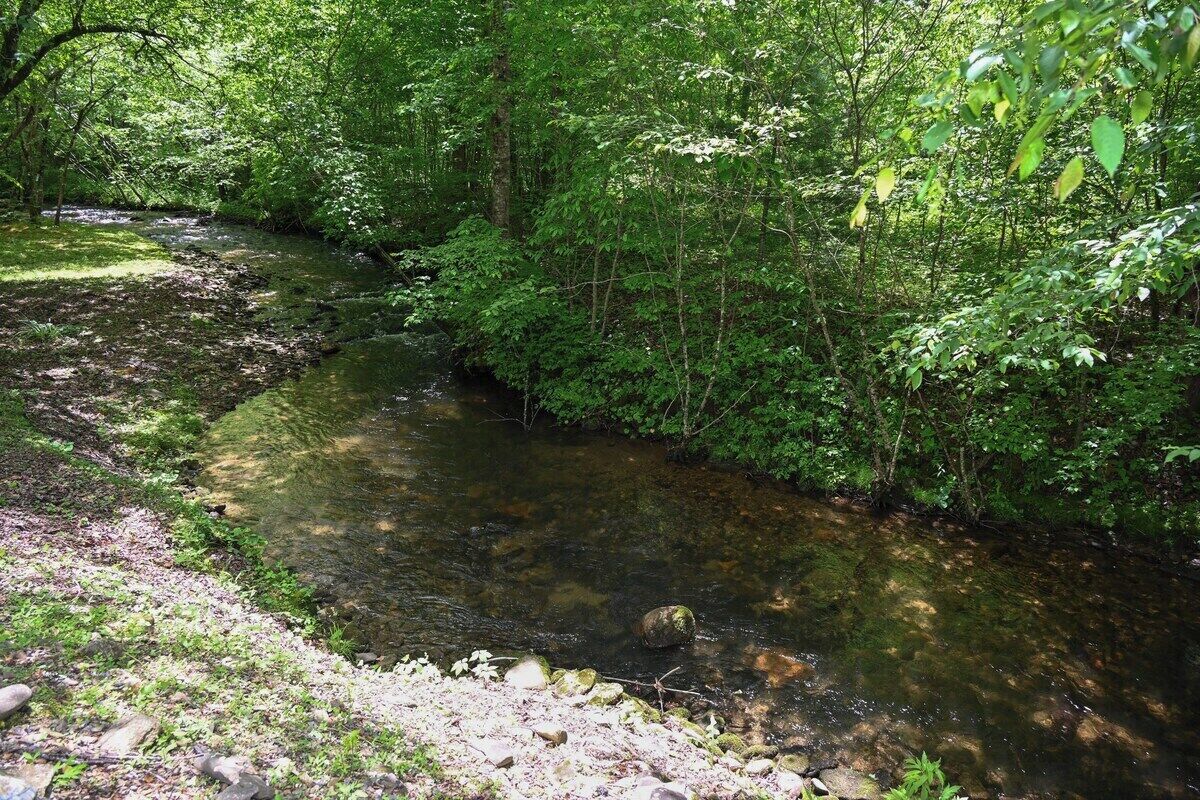 A natural stream surrounded by dense greenery.