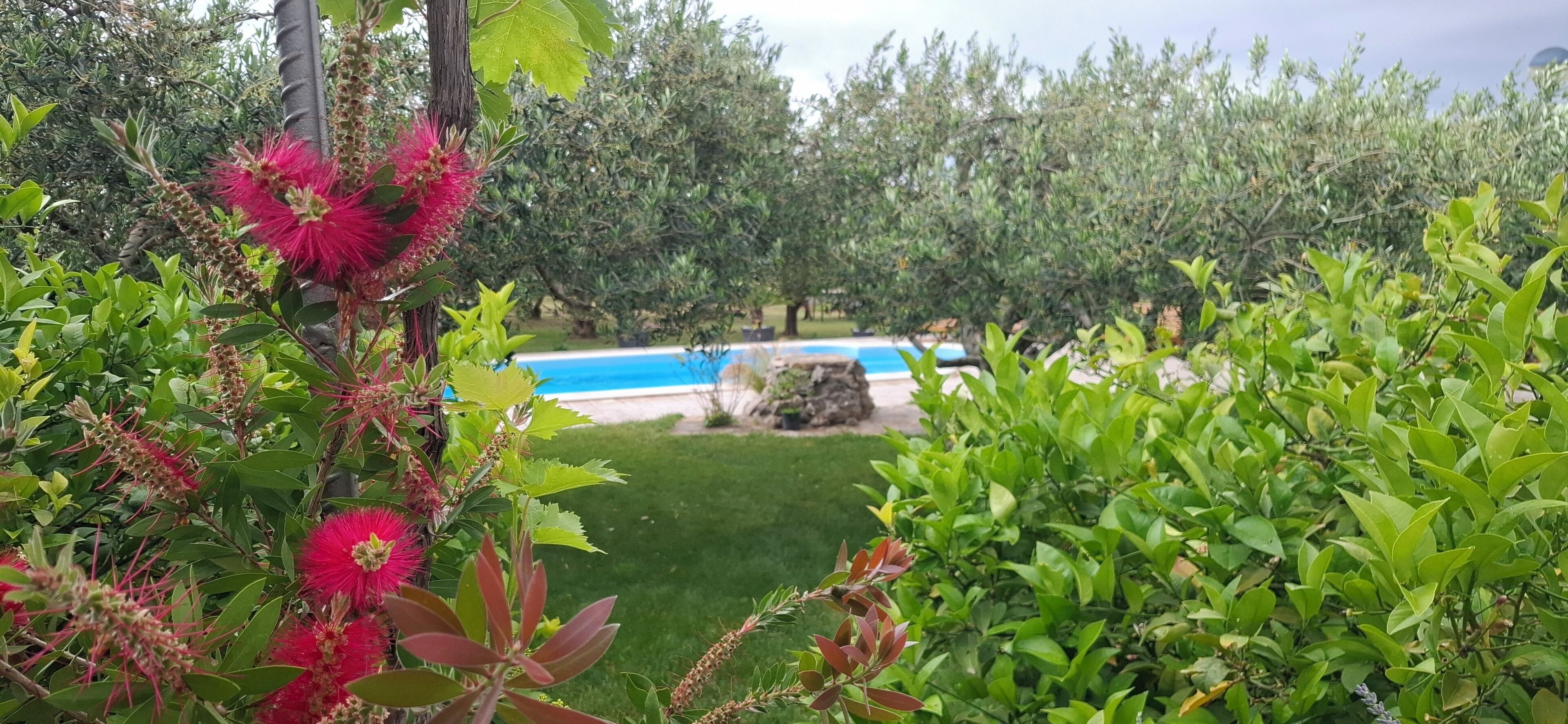 En trädgård med en pool, omgiven av frodig grönska och blommande växter.