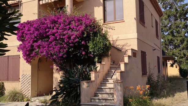 A house with a staircase leading to the entrance, surrounded by purple bougainvillea and other plants. - Appartement 3 Chambres + Terrasse de 60 m2 Au1er Étage D'une Villa à Golfe Juan (Vallauris)