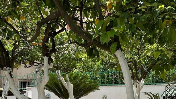 Un área de comedor al aire libre con una mesa y sillas de madera, rodeada de árboles y un muro blanco.