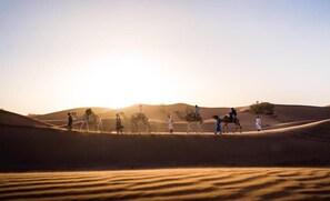 Safari photo en véhicule