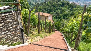 A vineyard path leading to a house surrounded by lush greenery and a distant town view. - 3 bedroom lovely home in Pietrasanta (Pietrasanta)