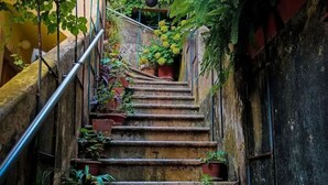 A staircase with stone steps, surrounded by potted plants and greenery. - Apartment Ivančica (Dubrovnik)