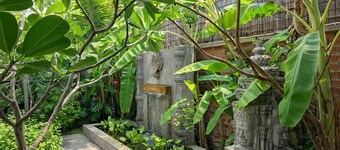 Moringa Tree Maison