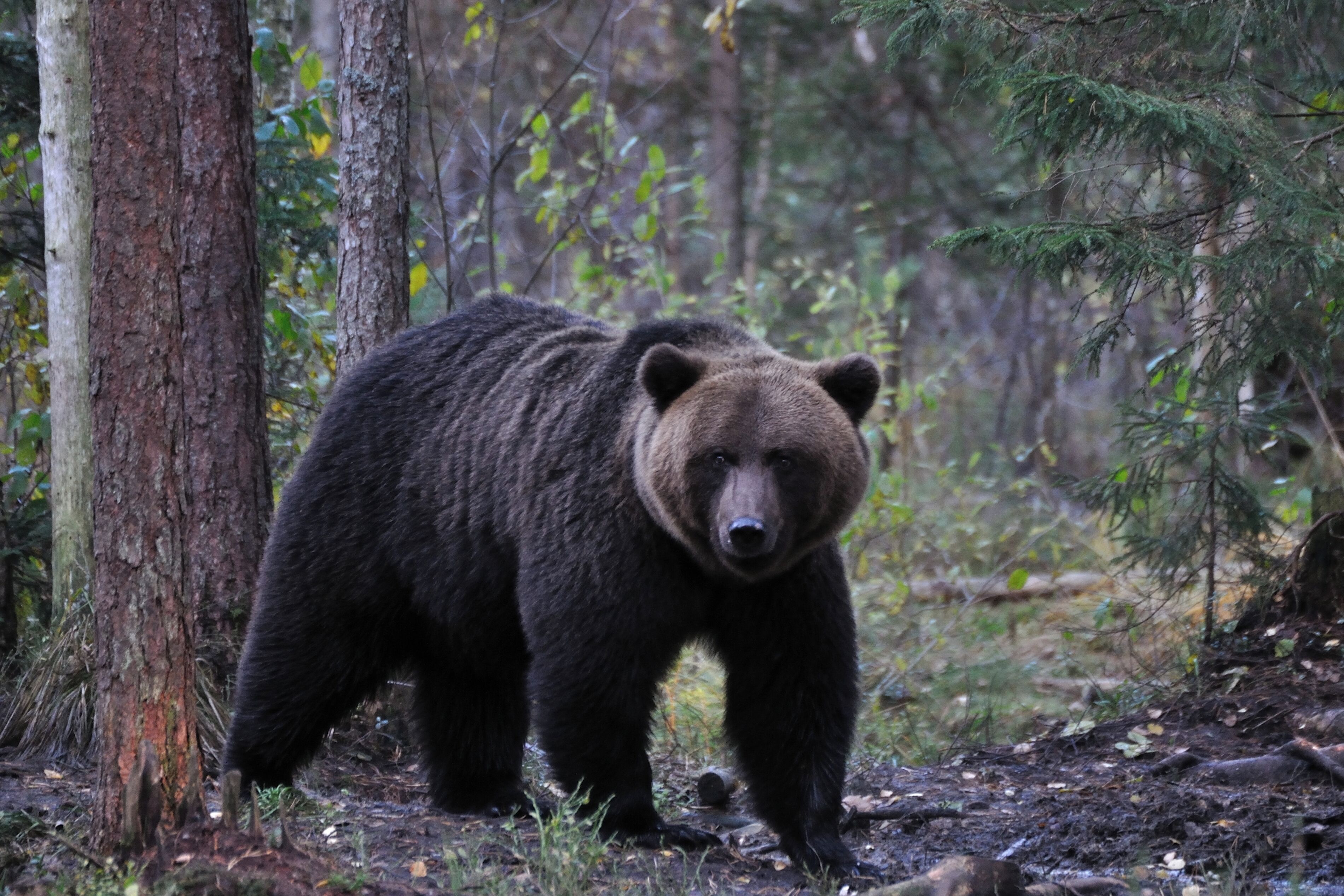 A bear in a forest.