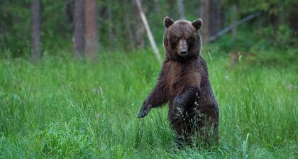 Bear Watching and Photography Hide