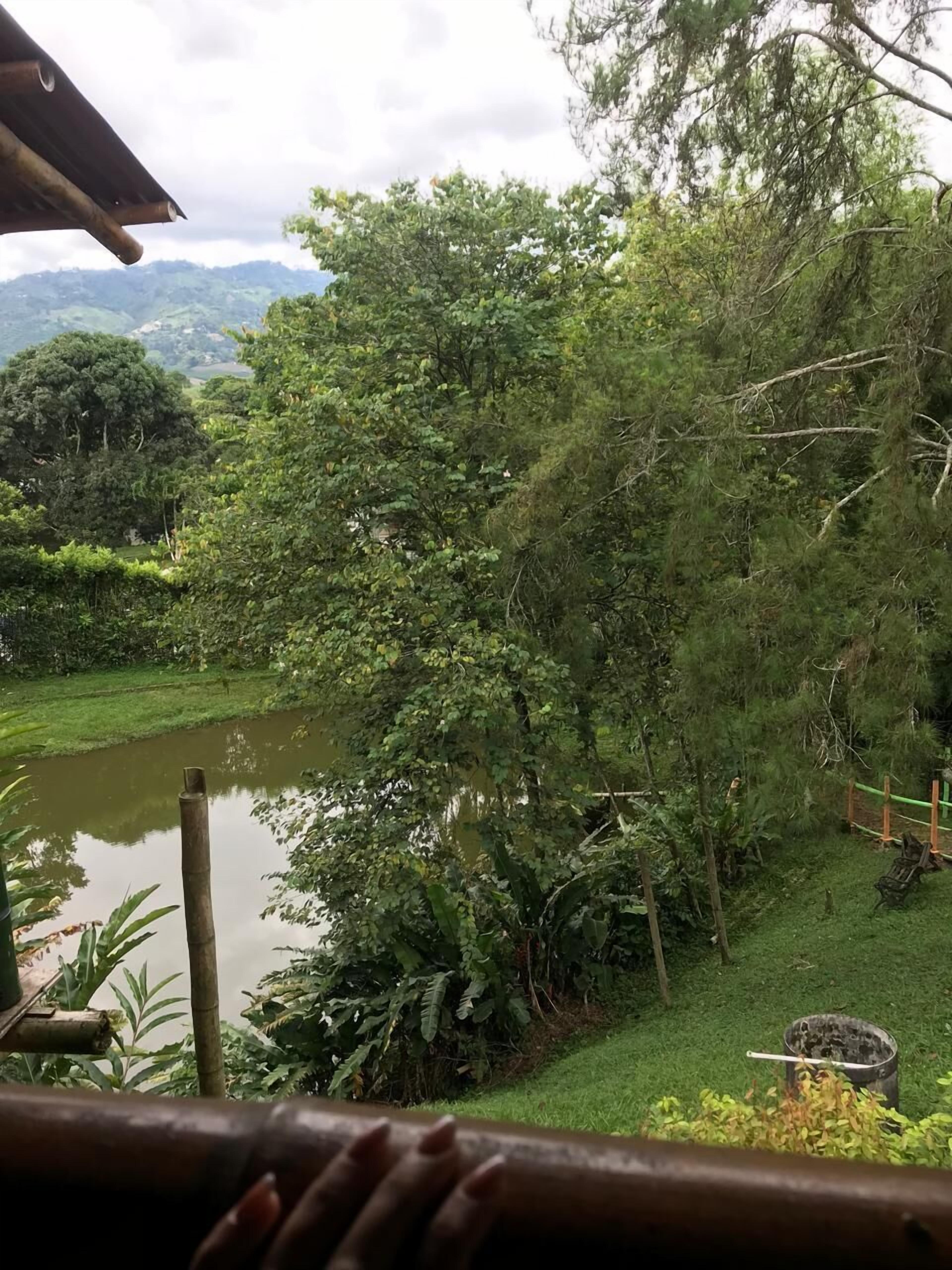 A lush green landscape with dense foliage and a body of water.