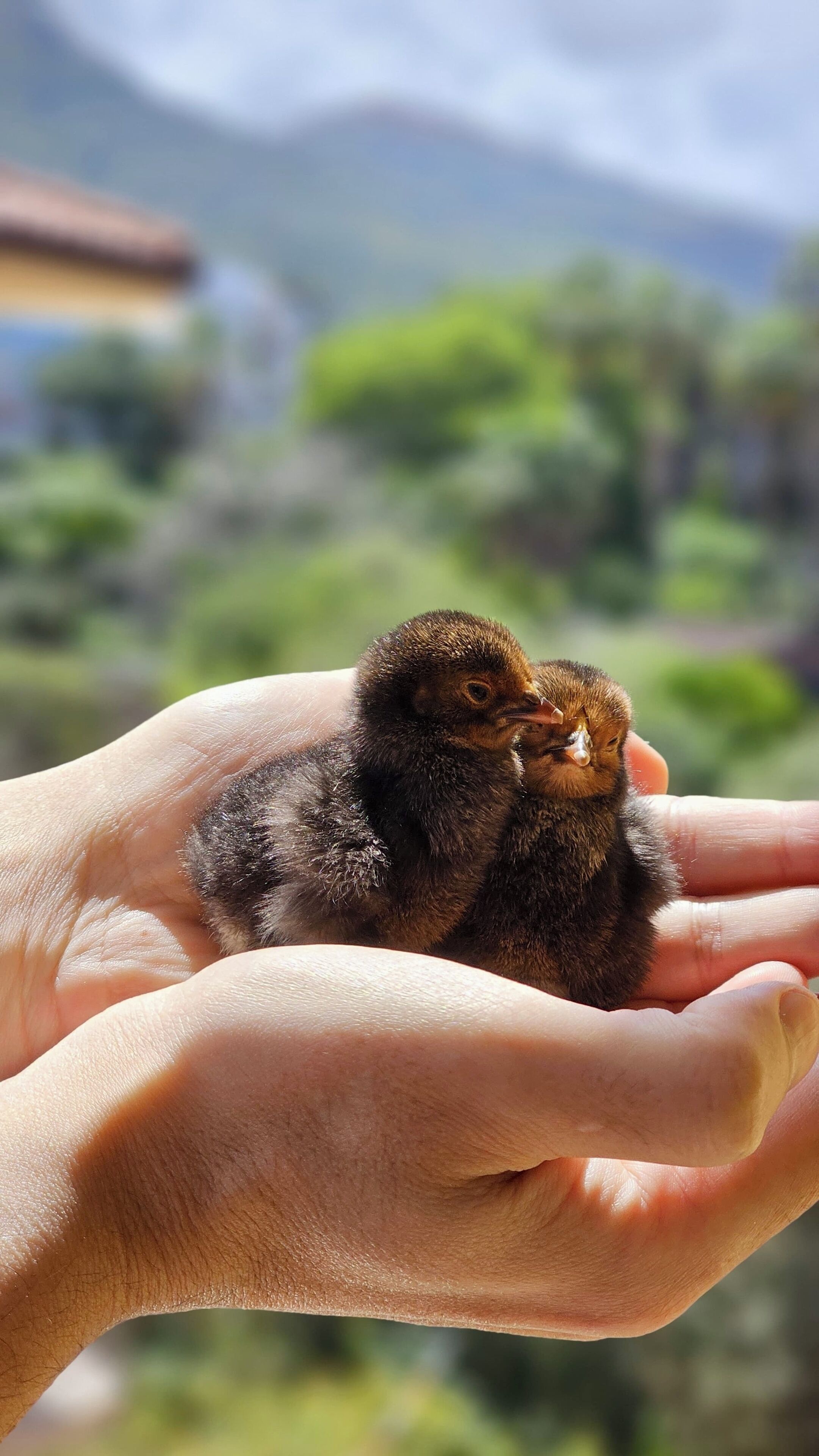 A hand holding two small, fluffy chicks.