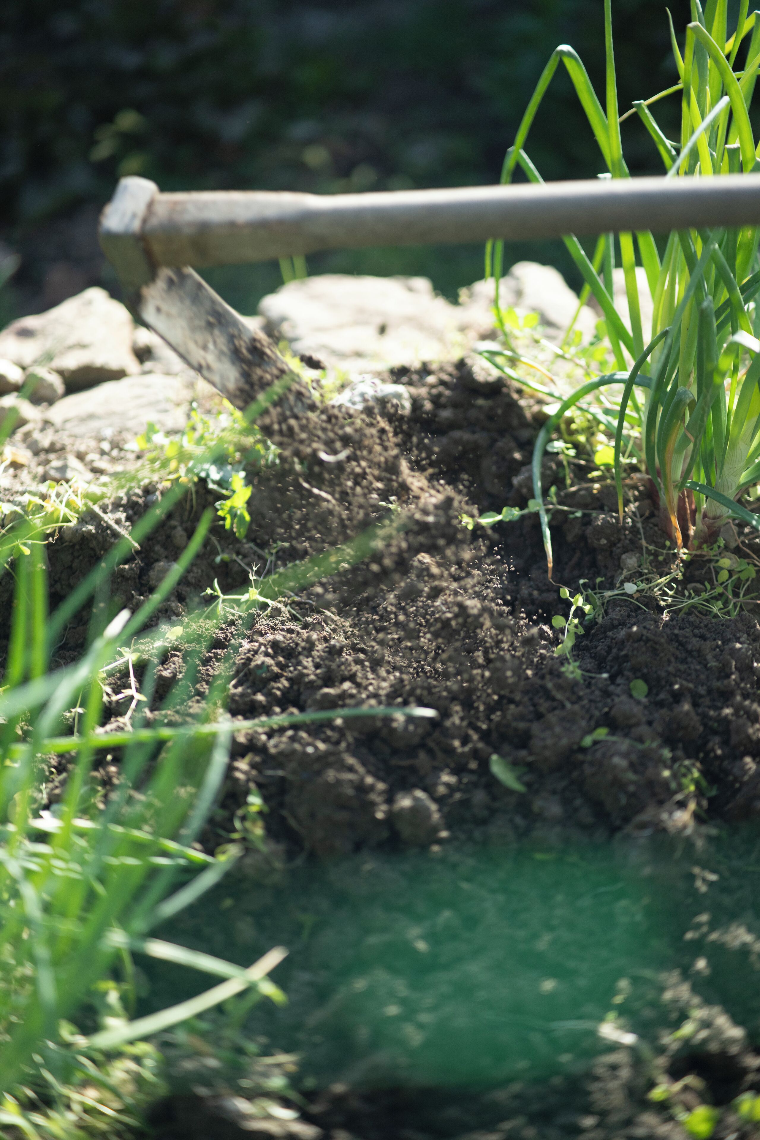 A garden area with a shovel, soil, and green plants.