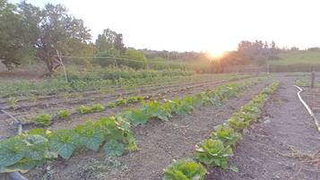 A vegetable garden with rows of leafy greens and a drip irrigation system.
