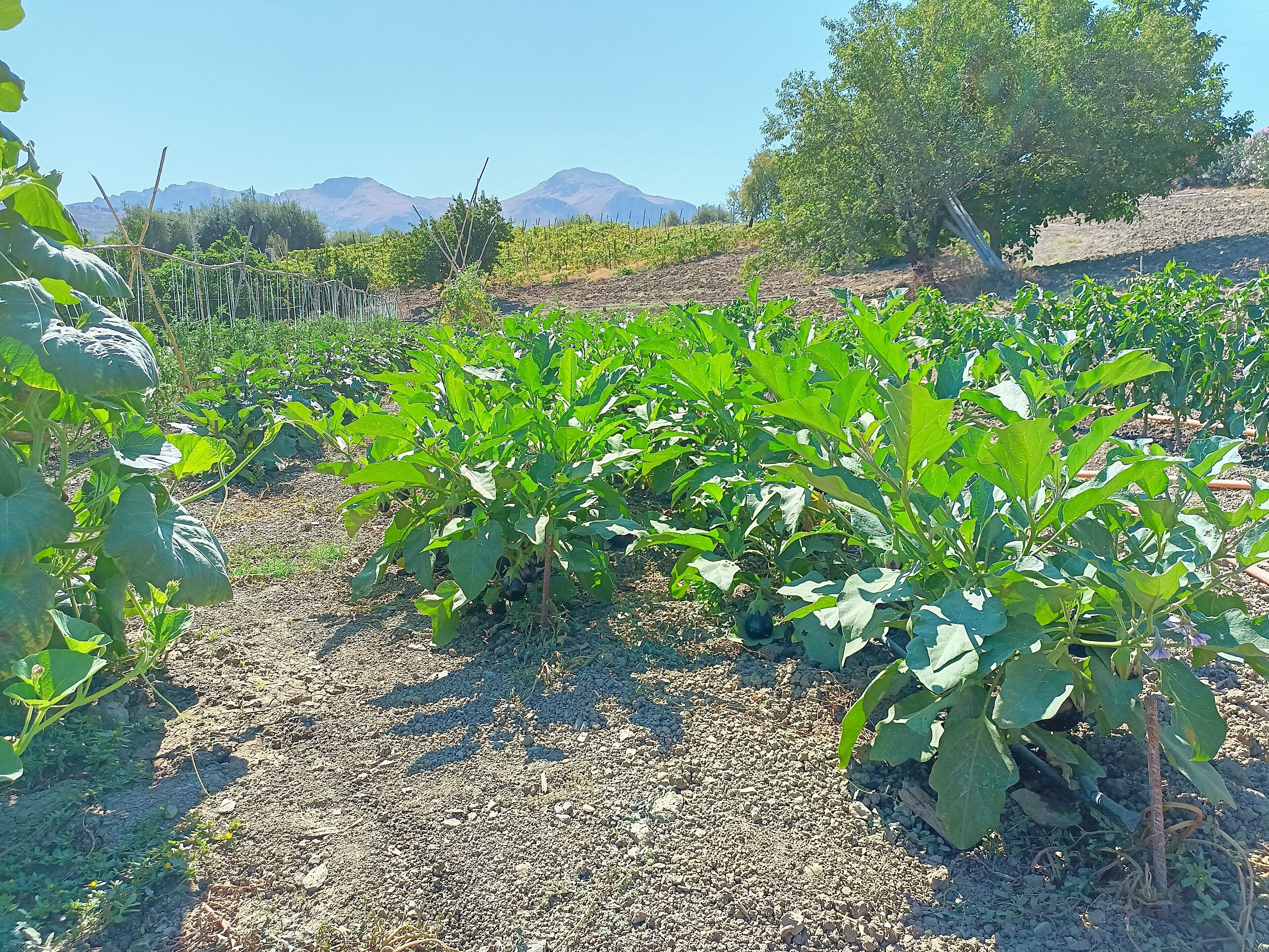 A vineyard with rows of grapevines and a mountainous backdrop.
