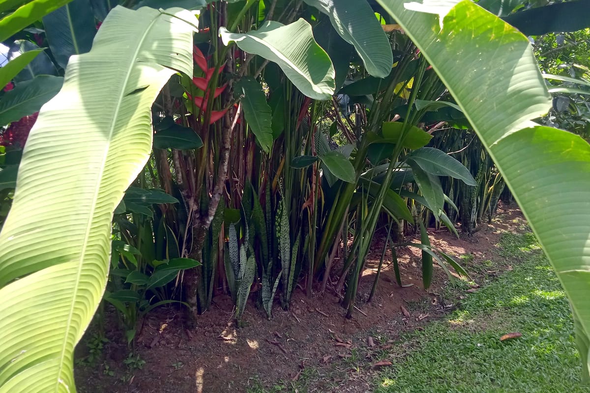 Un jardin luxuriant où poussent de nombreuses plantes tropicales, notamment de grandes feuilles de bananier et une grande variété de feuillages verts.