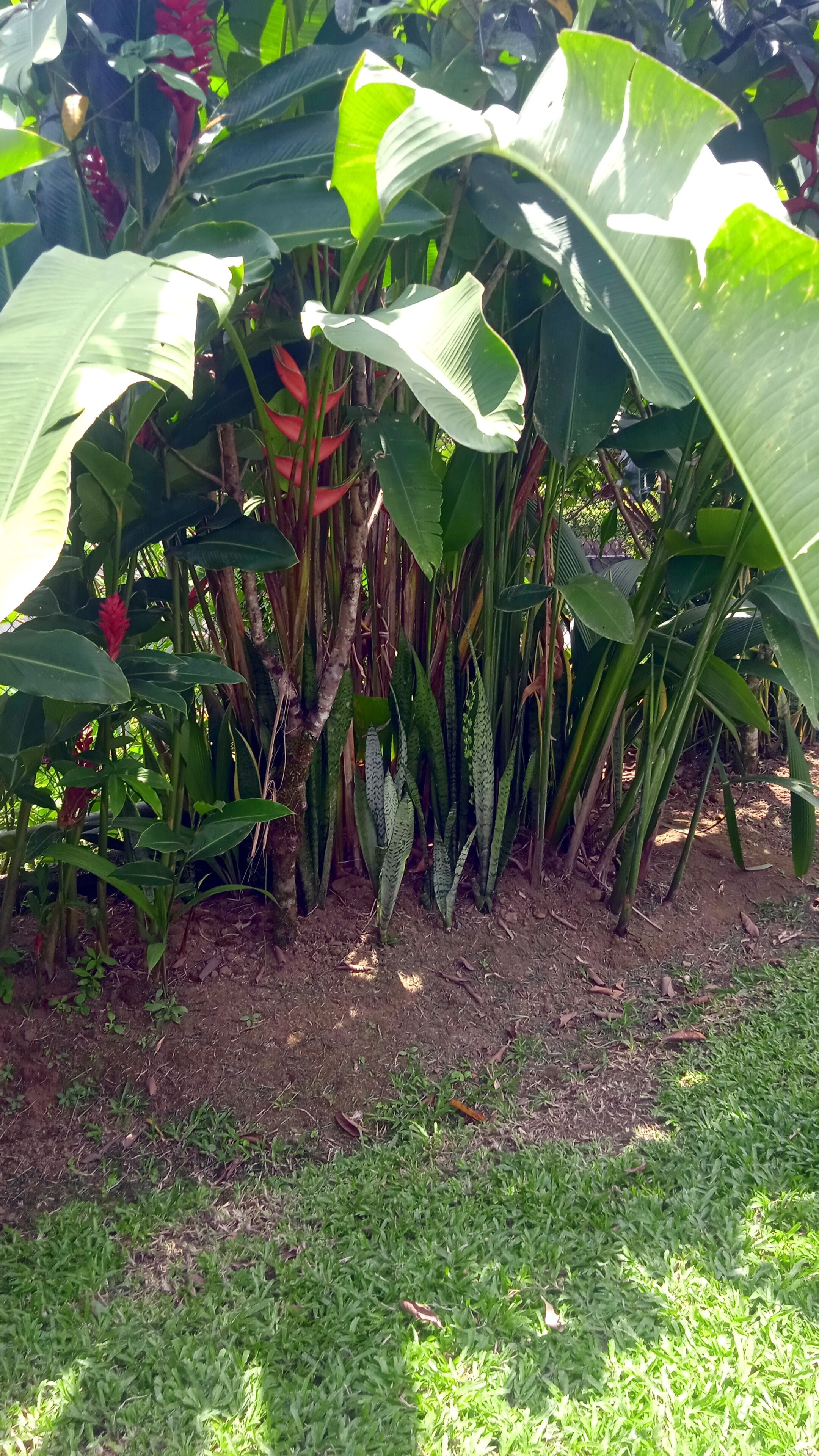 Un jardín con diversas plantas tropicales y un espacio cubierto de césped.