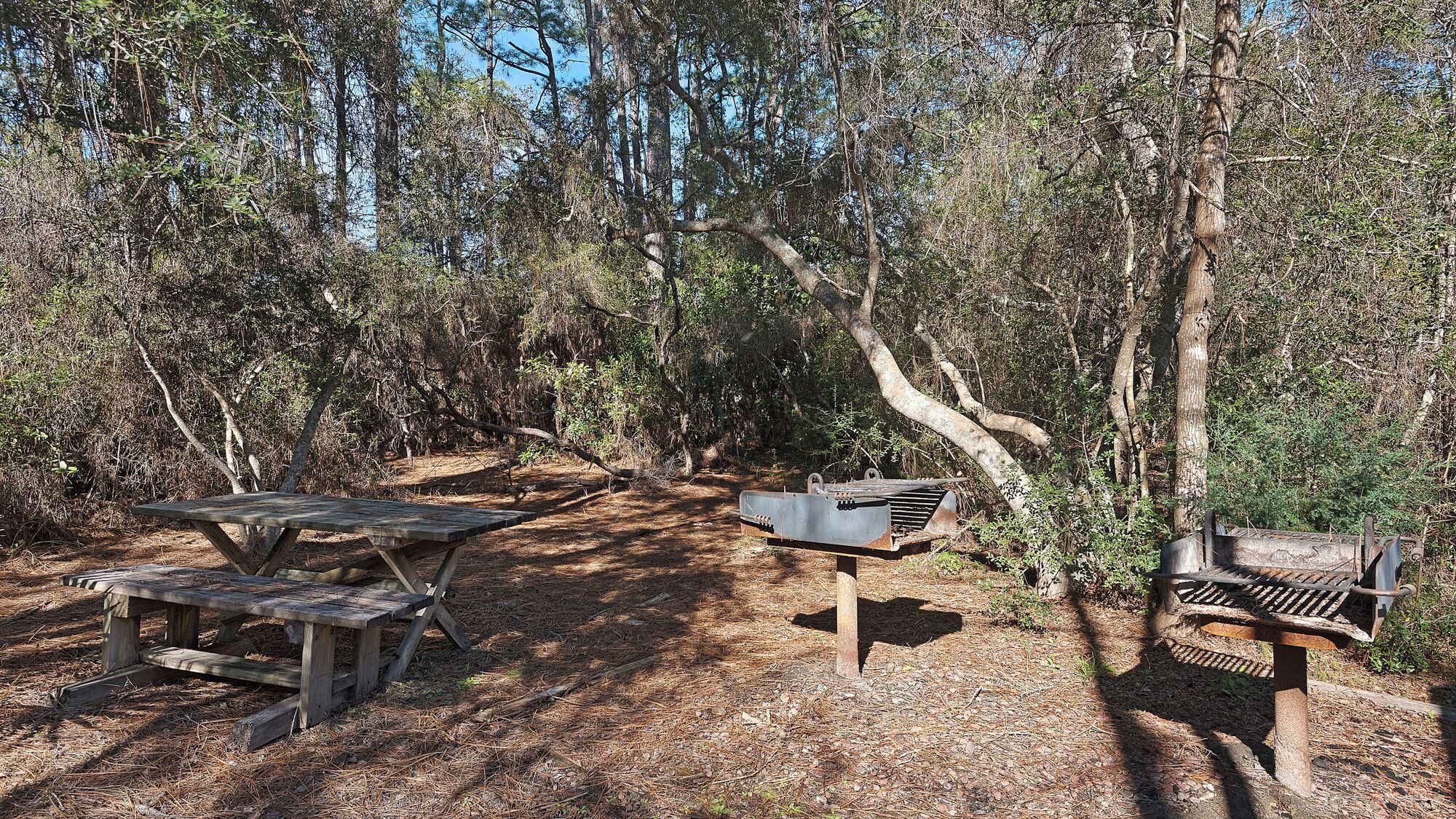 Ein Picknickbereich mit Holztisch und Bänken, umgeben von Bäumen.