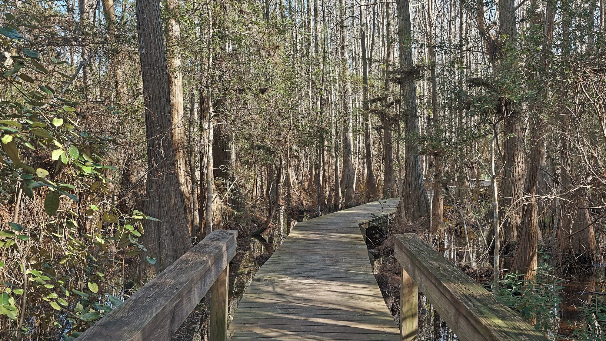 A wooden boardwalk through a dense forest with tall trees and undergrowth.