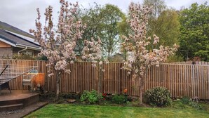 Un patio trasero con árboles de cerezo, una valla de madera y una zona de patio amoblada.
