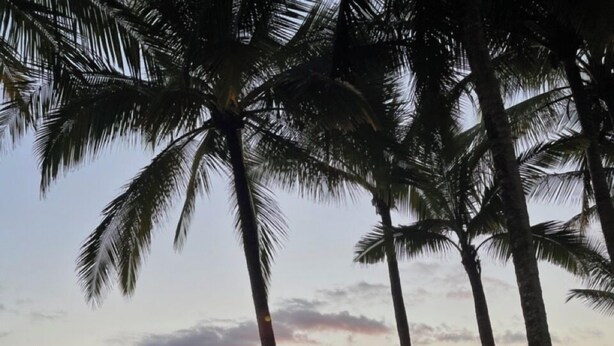 A hammock, a bench, and palm trees by a beach at sunset. - Casa Lapa Roja (Jacó)