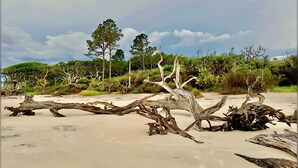A beach with driftwood and trees in the background.