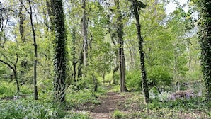 Un sentier bordé d’arbres, traversant une forêt où la végétation est luxuriante.